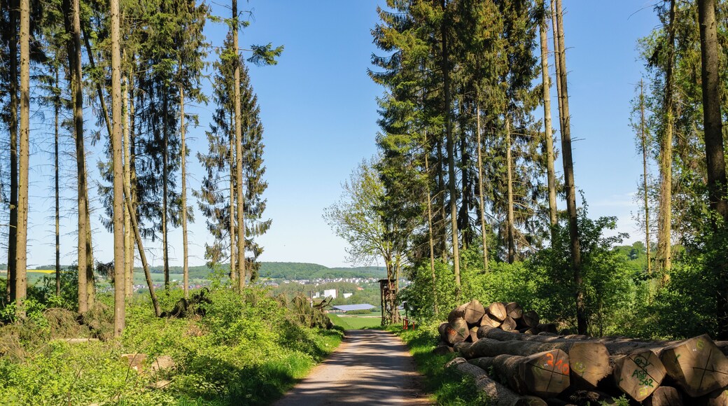 Naturschutzgebiet Asseler Wald, Warburg, Kreis Höxter; Waldausgang mit Blick Richtung Rimbeck
