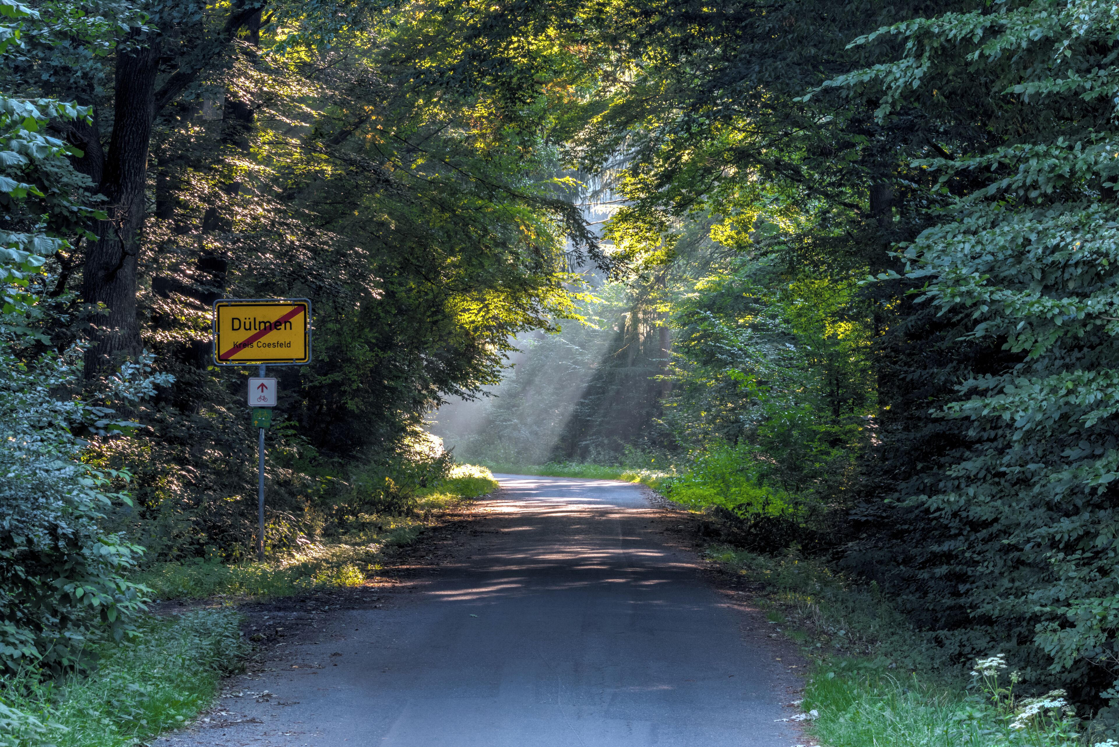 A narrow road flanked by dense trees with a yellow sign indicating a no parking zone.