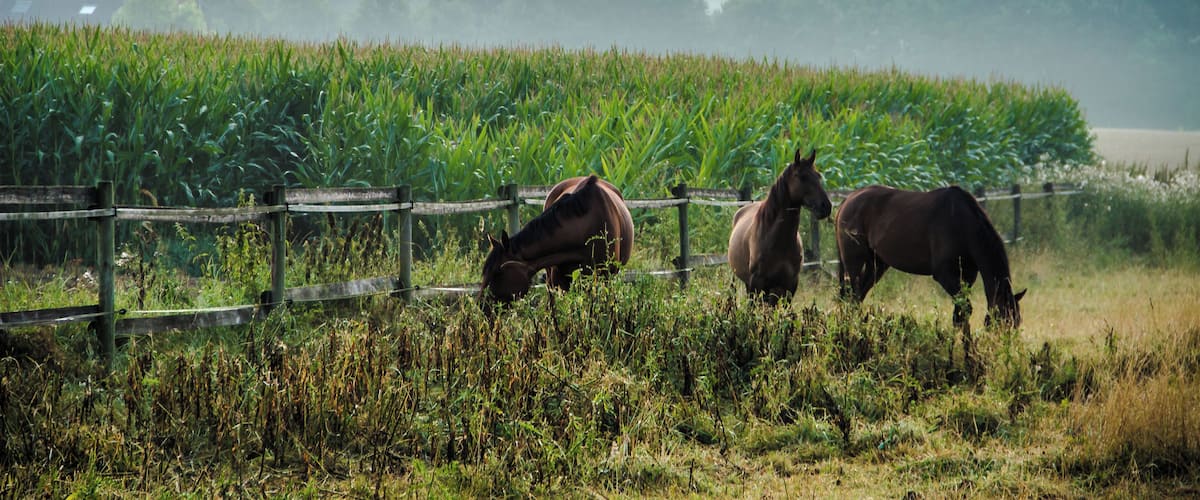 Meadow with horses in the Bauerschaft Leuste at sunrise, Dülmen, North Rhine-Westphalia, Germany
