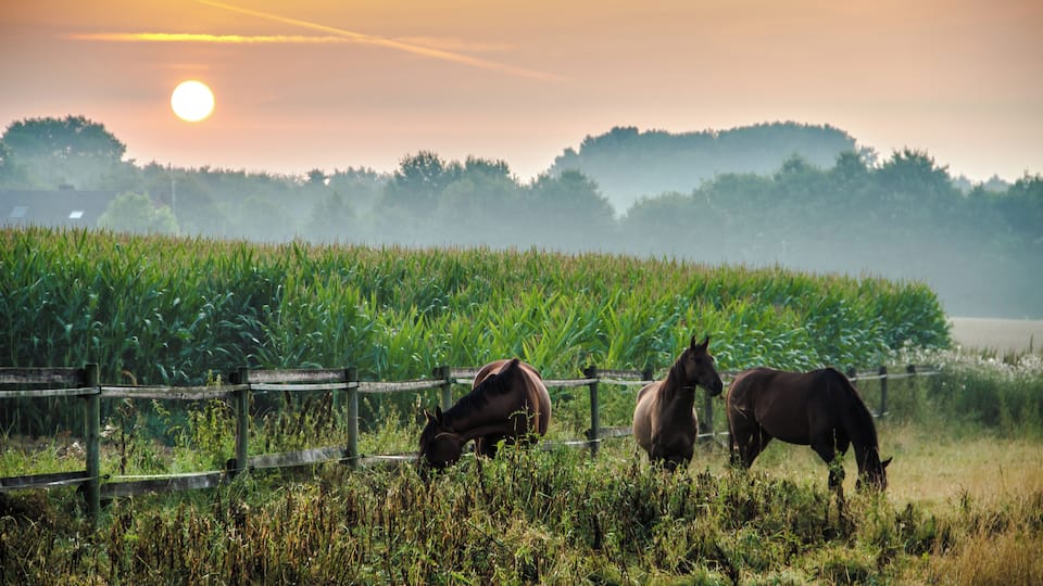 A sunset over a field with horses grazing, a wooden fence, and a cornfield.