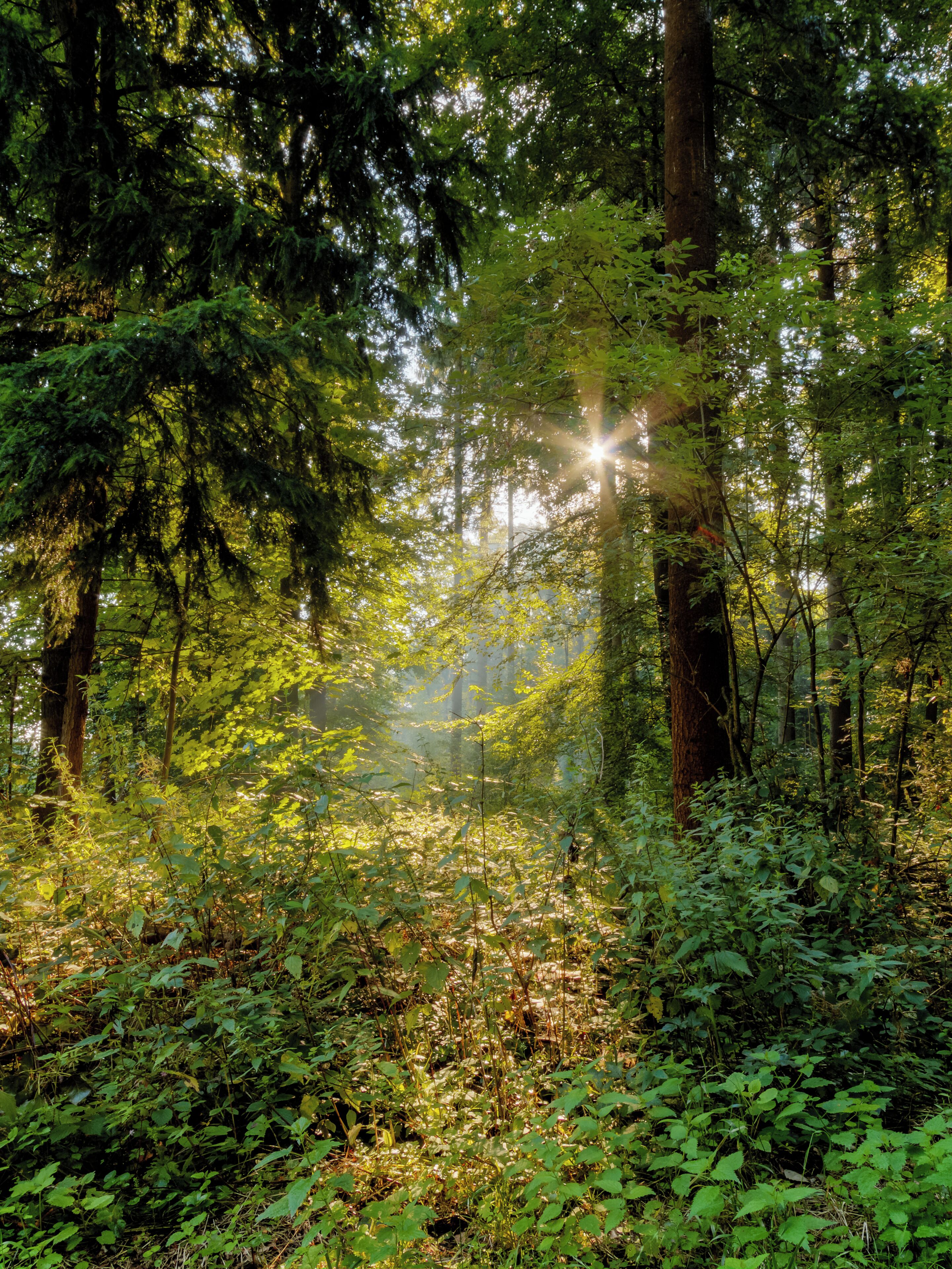 A dense forest with sunlight filtering through the trees.