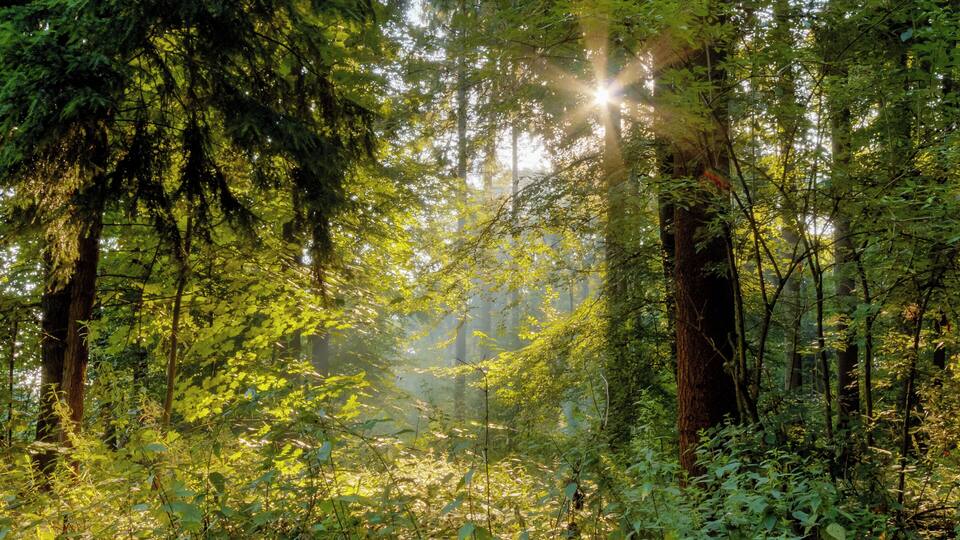 A dense forest with sunlight filtering through the trees.
