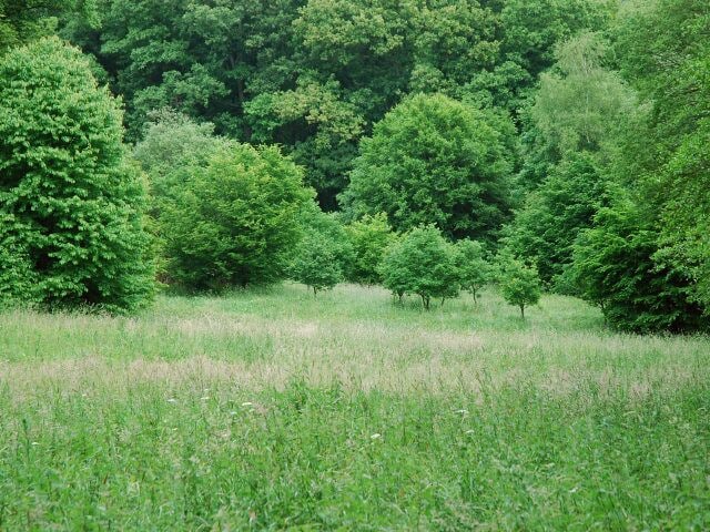 Naturschutzgebiet EN-007 „Elbschebach Witten Bommerholz“, feuchte bis nasse Grünlandbrache im Auenbereich der Elbsche (ehemals landwirtschaftlich als Weide/Wiese genutzt), Witten-Vormholz