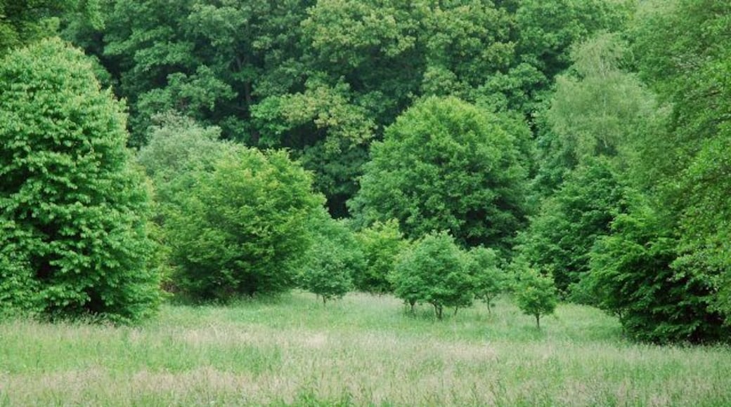 Naturschutzgebiet EN-007 „Elbschebach Witten Bommerholz“, feuchte bis nasse Grünlandbrache im Auenbereich der Elbsche (ehemals landwirtschaftlich als Weide/Wiese genutzt), Witten-Vormholz