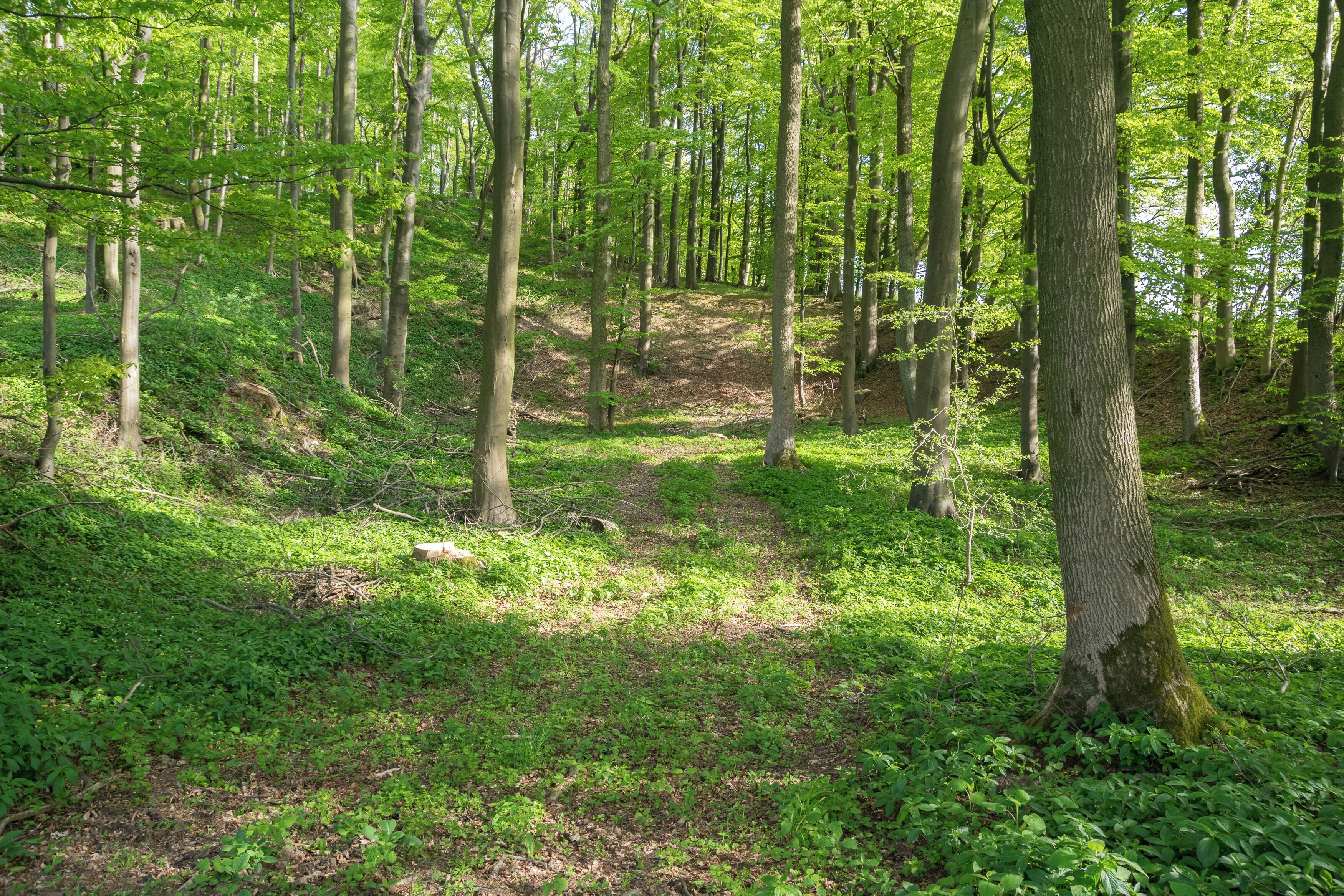 Naturschutzgebiet Silberbachtal mit Ziegenberg, Horn-Bad Meinberg, Kreis Lippe