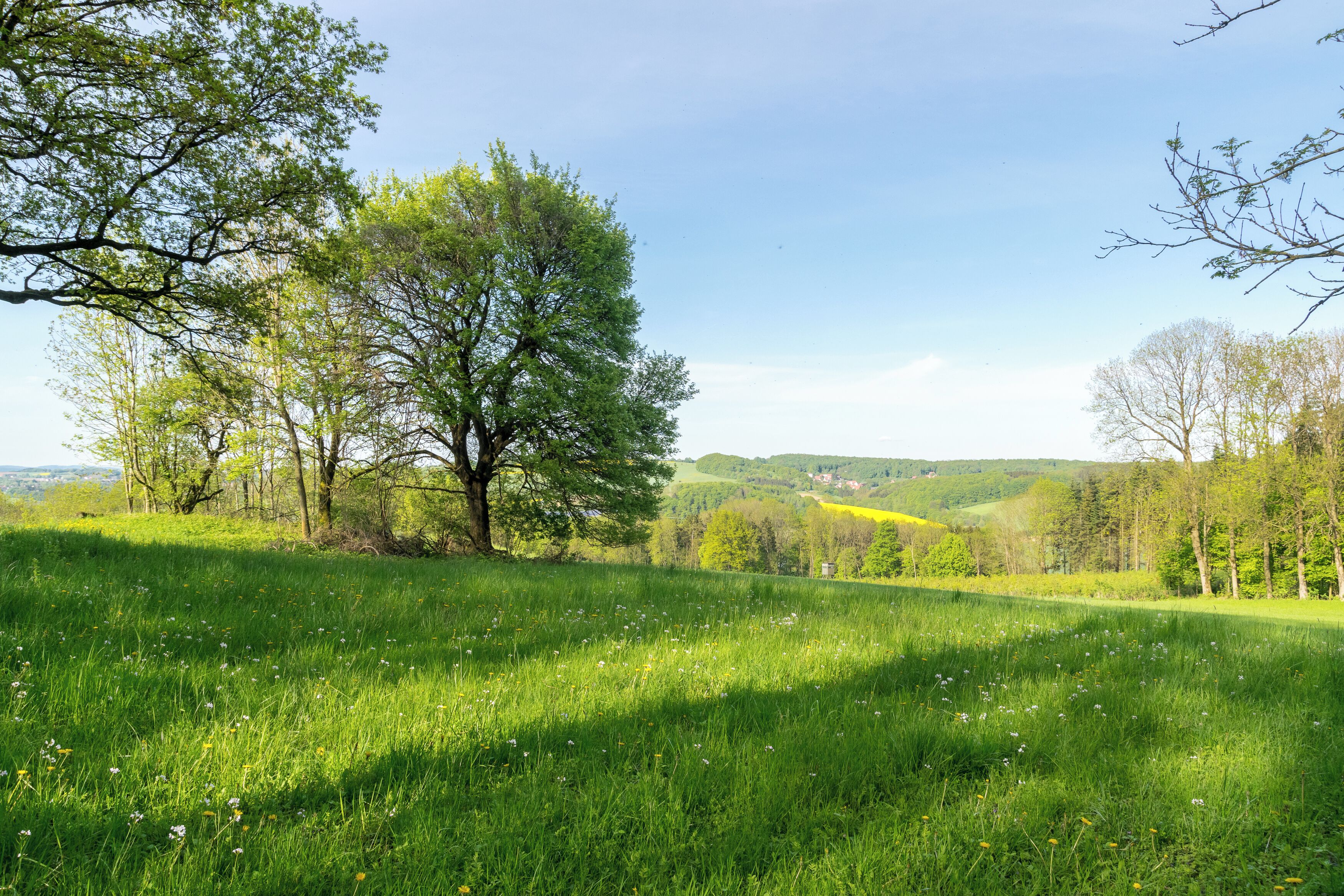A lush green field with trees and rolling hills in the background.