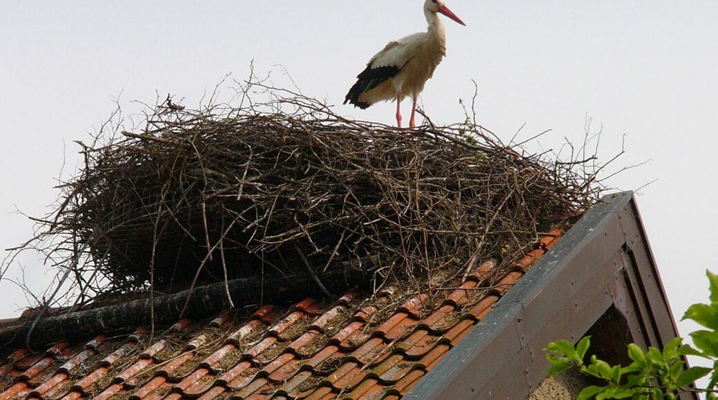 Breeding White Stork (Ciconia ciconia) in its nest near Blomberg, Lippe District, North Rhine-Westphalia, Germany.