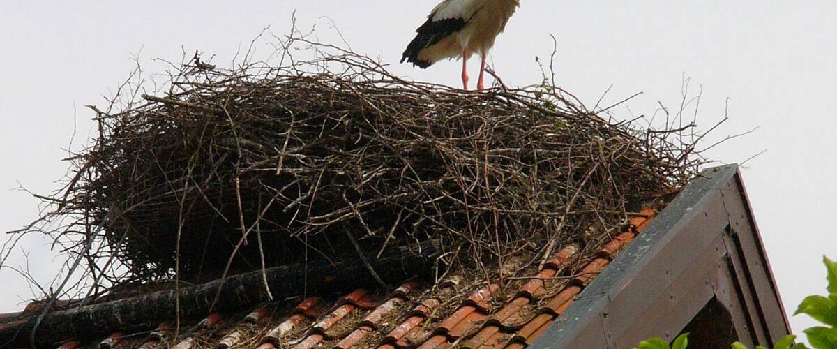 A stork standing on a nest atop a tiled roof.
