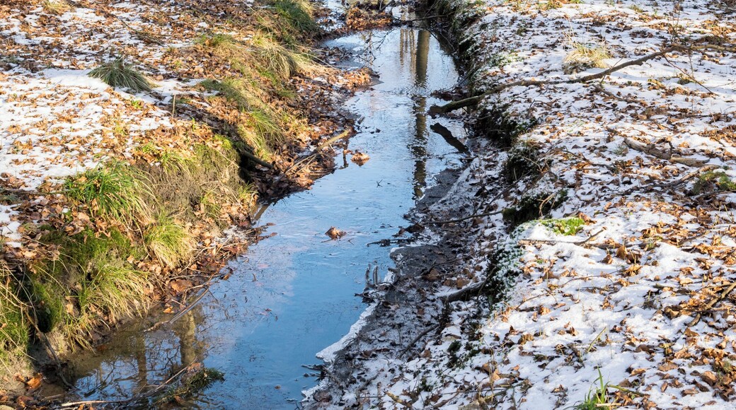 Naturschutzgebiet Beller Holz