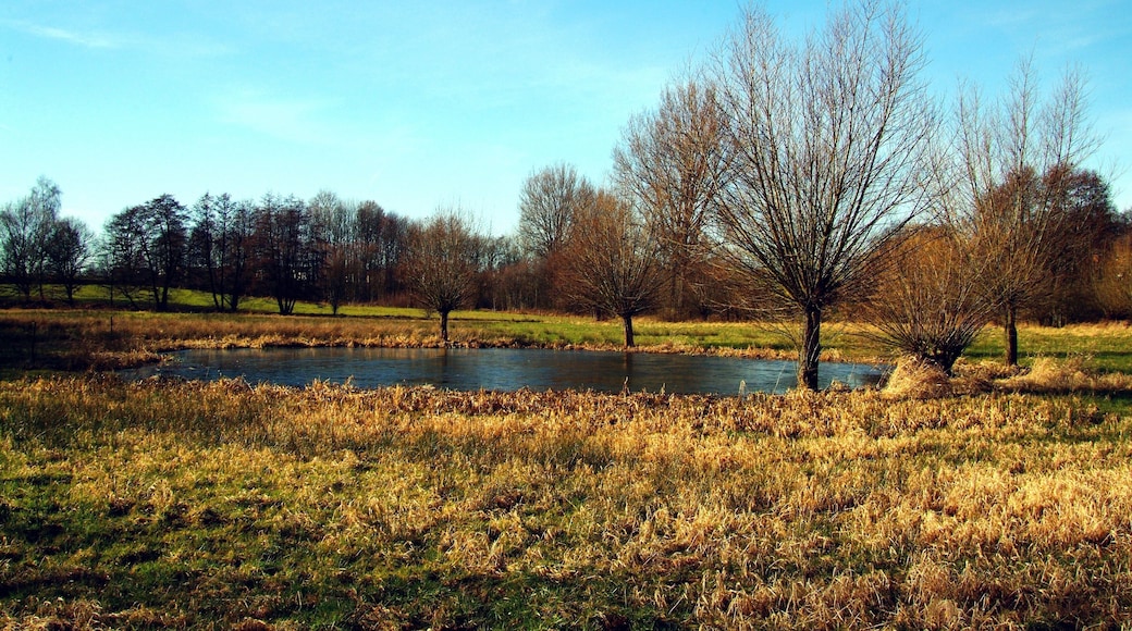 Artificial biotop in the nature reserve of Asbeke-Kinzbachtal in the town of Herford, District of Herford, North Rhine-Westphalia, Germany.