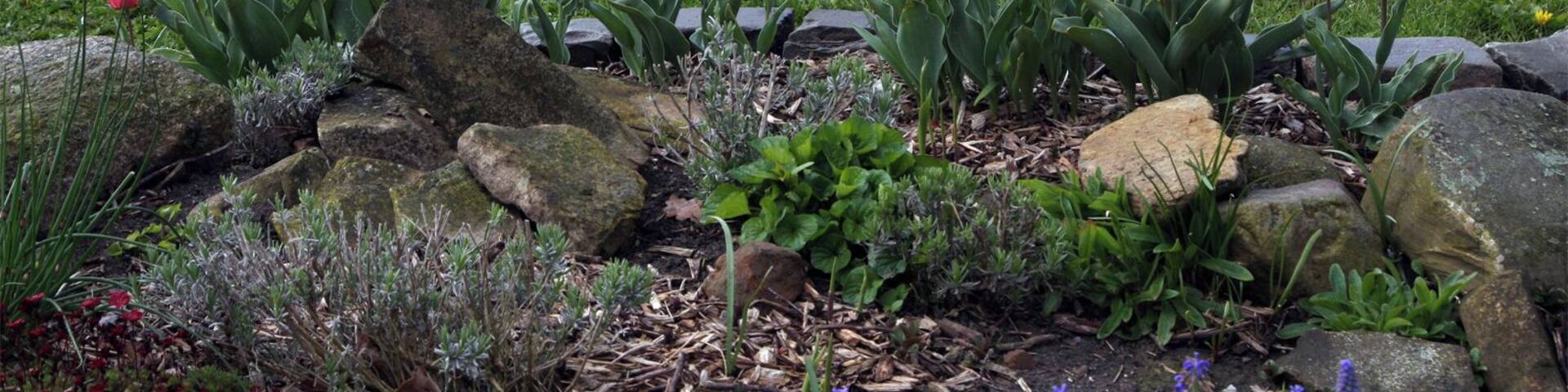 A garden with red tulips, purple flowers, and rocks.