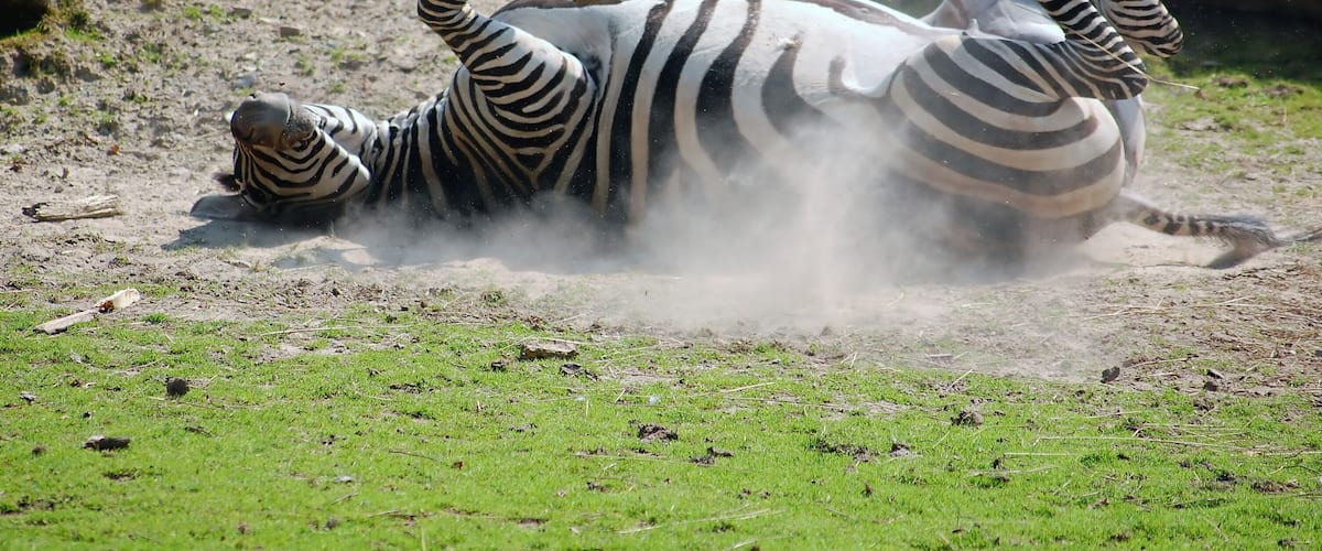A Plains Zebra in the Allwetterzoo Münster, Germany.