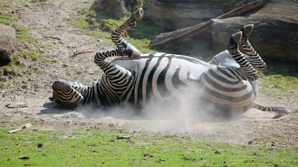 A Plains Zebra in the Allwetterzoo Münster, Germany.