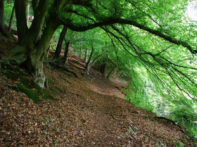 Naturschutzgebiet EN-007 „Elbschebach Witten Bommerholz“, von Buchen gesäumter alter Uferweg am Bach, Witten-Vormholz (dieser Wegabschnitt wird nur noch wenig genutzt, die Äste sind teilweise bis auf 1,20 m Höhe überm Boden heruntergewachsen)