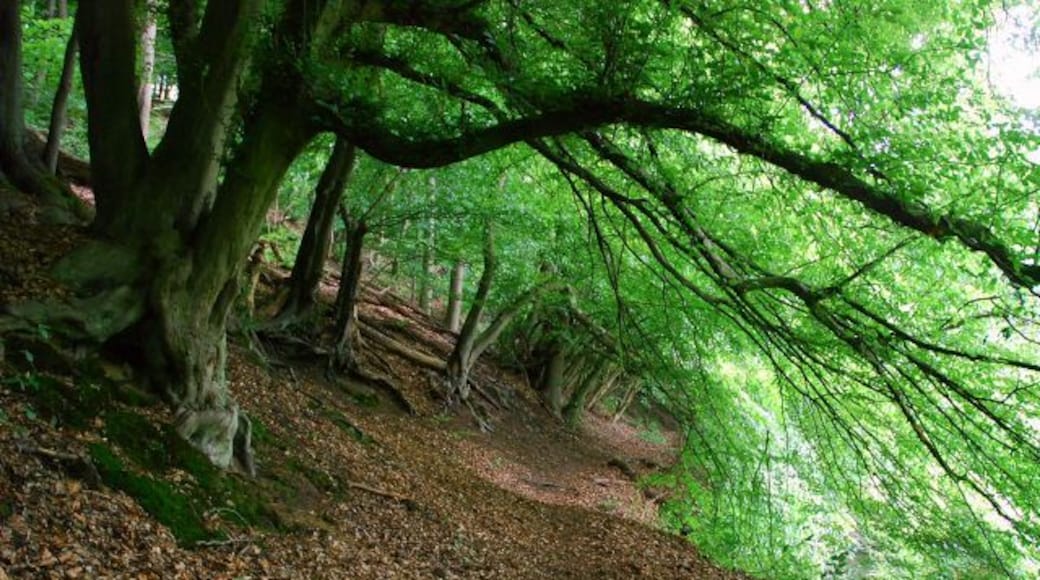 Naturschutzgebiet EN-007 „Elbschebach Witten Bommerholz“, von Buchen gesäumter alter Uferweg am Bach, Witten-Vormholz (dieser Wegabschnitt wird nur noch wenig genutzt, die Äste sind teilweise bis auf 1,20 m Höhe überm Boden heruntergewachsen)