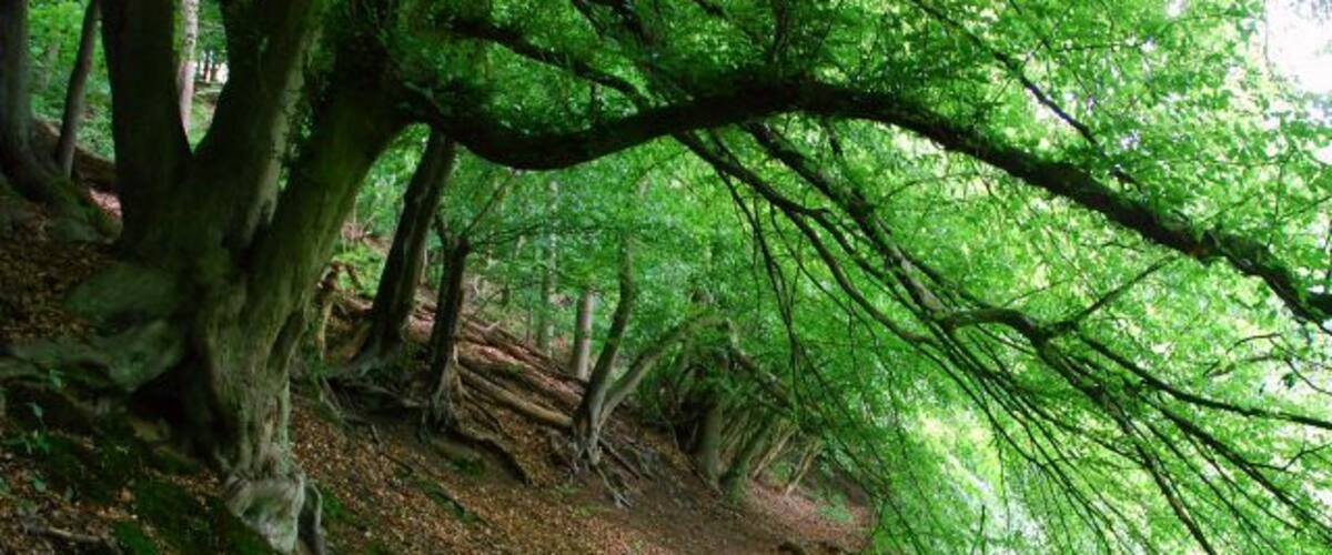 Naturschutzgebiet EN-007 „Elbschebach Witten Bommerholz“, von Buchen gesäumter alter Uferweg am Bach, Witten-Vormholz (dieser Wegabschnitt wird nur noch wenig genutzt, die Äste sind teilweise bis auf 1,20 m Höhe überm Boden heruntergewachsen)