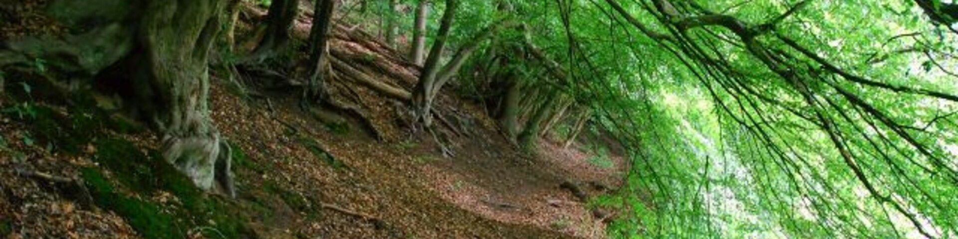 Naturschutzgebiet EN-007 „Elbschebach Witten Bommerholz“, von Buchen gesäumter alter Uferweg am Bach, Witten-Vormholz (dieser Wegabschnitt wird nur noch wenig genutzt, die Äste sind teilweise bis auf 1,20 m Höhe überm Boden heruntergewachsen)