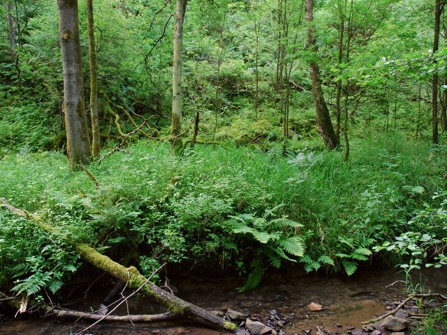 Naturschutzgebiet EN-007 „Elbschebach Witten Bommerholz“, Bachaue in Richtung Haldenabhang (dem Bahndamm vorgelagert) gesehen, Wetter-Esborn