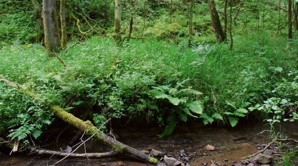 Naturschutzgebiet EN-007 „Elbschebach Witten Bommerholz“, Bachaue in Richtung Haldenabhang (dem Bahndamm vorgelagert) gesehen, Wetter-Esborn