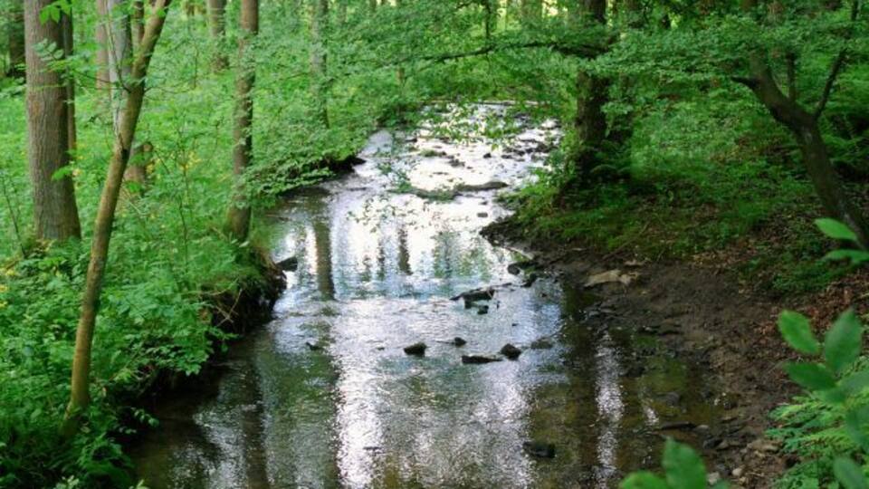 A forest stream with surrounding greenery.
