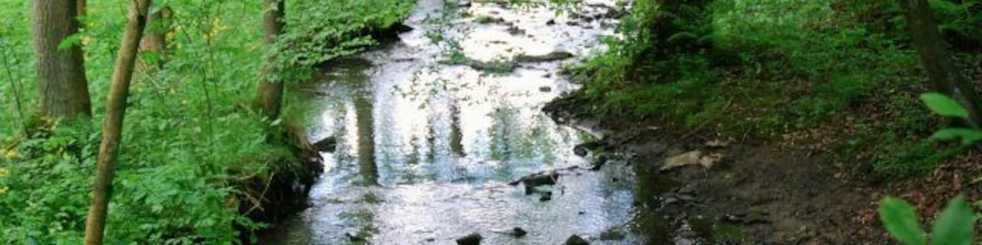 Naturschutzgebiet EN-007 „Elbschebach Witten Bommerholz“, Bachaue elbscheaufwärts gesehen, Stadtgrenze zwischen Wetter-Esborn (Bach und bruchwaldartiger Bereich links) und Witten-Vormholz (rechts vom Ufer)