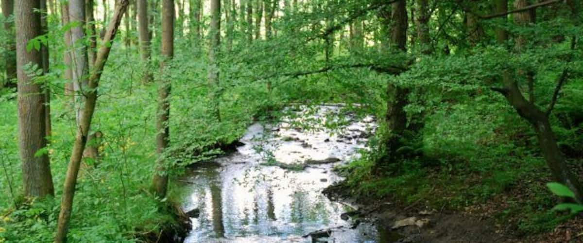 A forest stream with surrounding greenery.