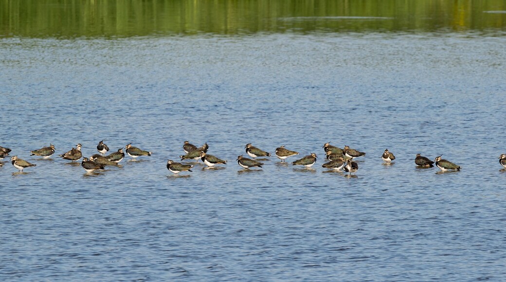 Kiebitzkolonie im Naturschutzgebiet Steinhorster Becken bei Delbrück, Kreis Paderborn