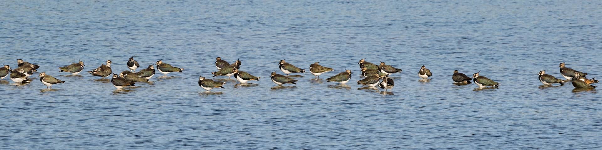 Kiebitzkolonie im Naturschutzgebiet Steinhorster Becken bei Delbrück, Kreis Paderborn