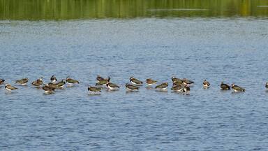 Kiebitzkolonie im Naturschutzgebiet Steinhorster Becken bei Delbrück, Kreis Paderborn