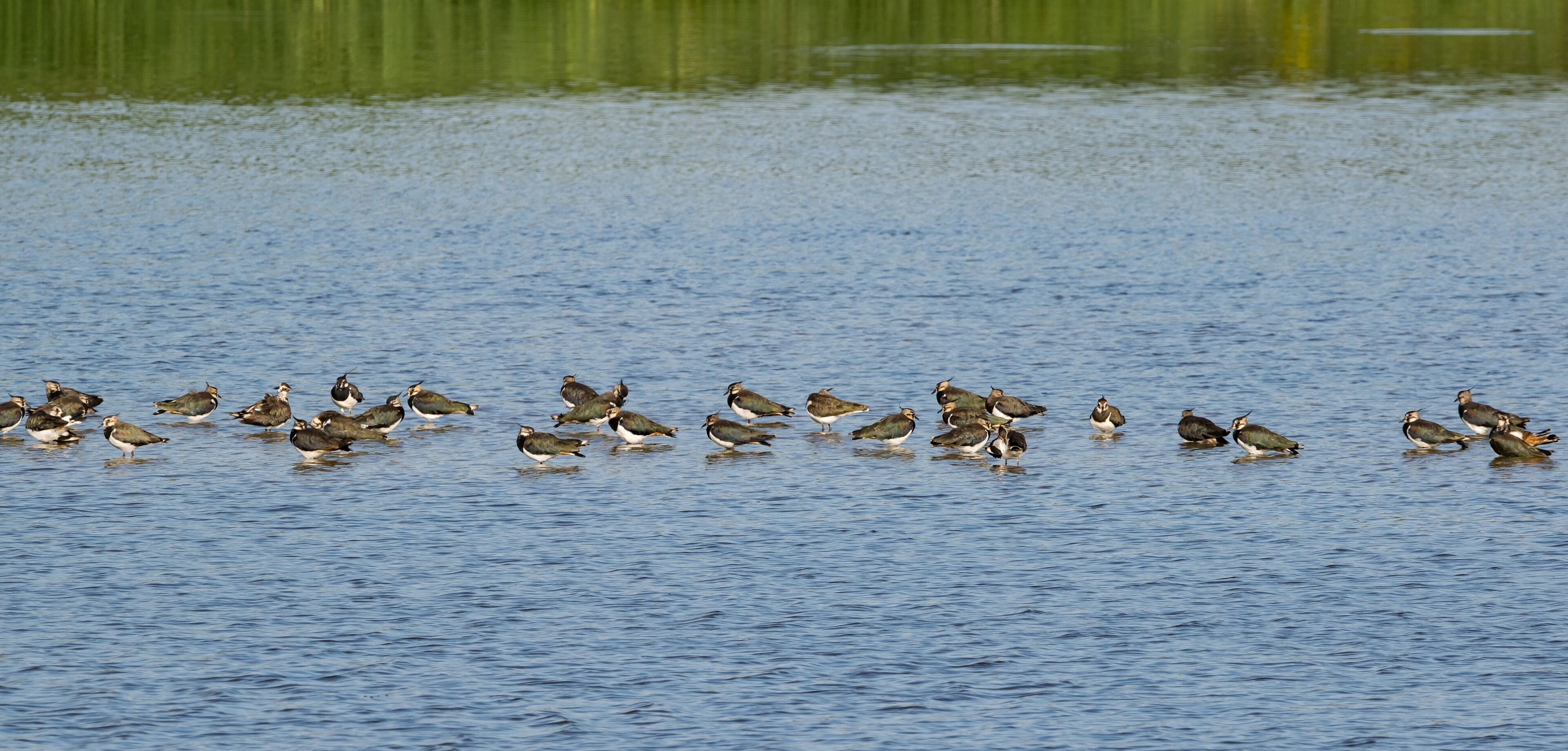 A group of birds wading in a body of water.