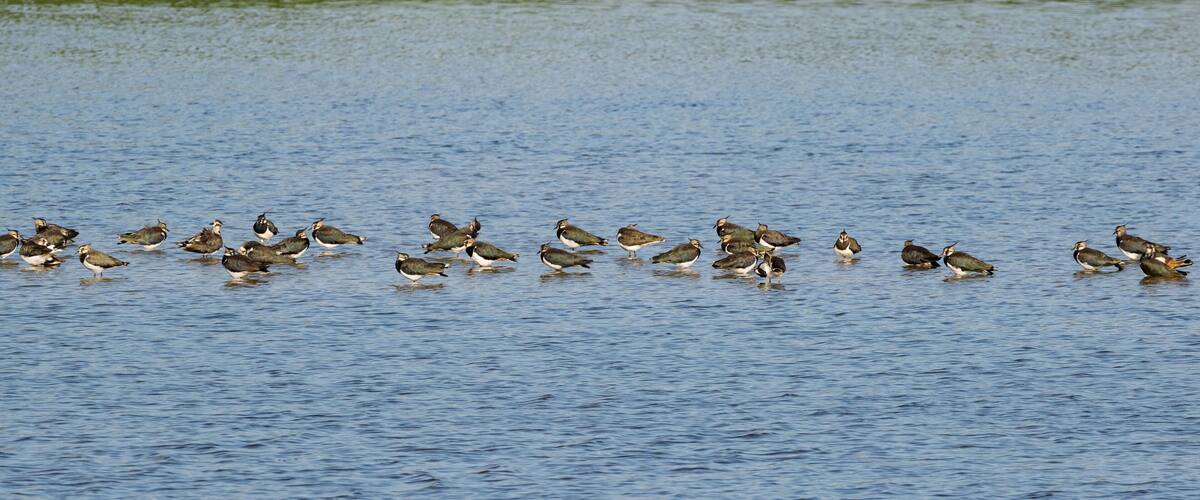 A group of birds wading in a body of water.