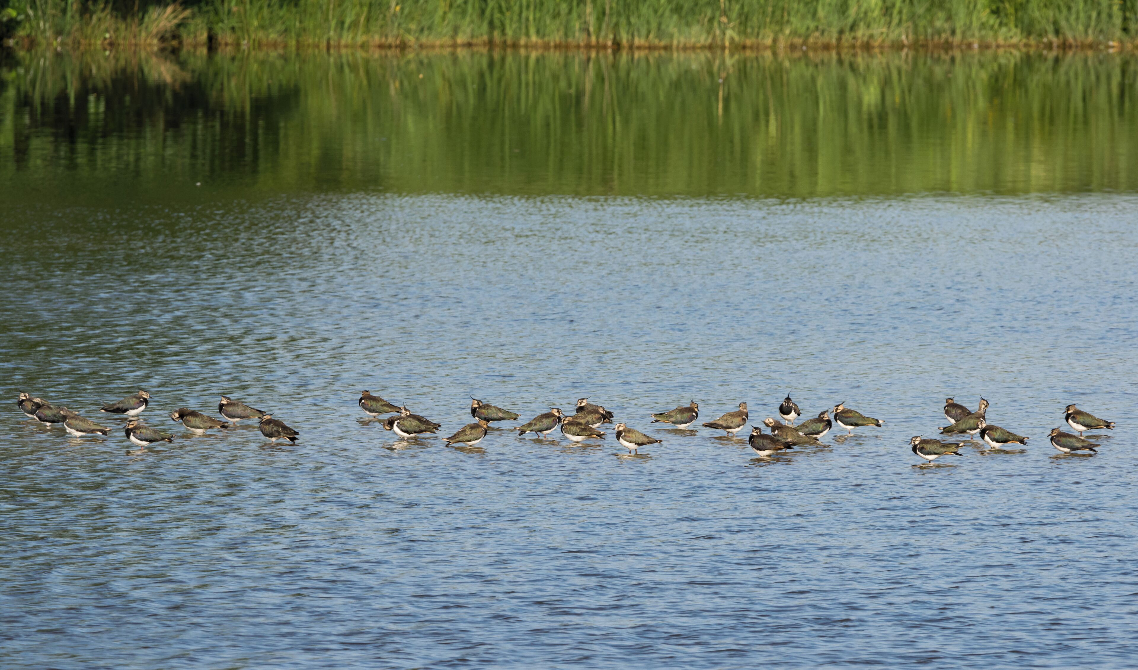 Kiebitzkolonie im Naturschutzgebiet Steinhorster Becken bei Delbrück, Kreis Paderborn