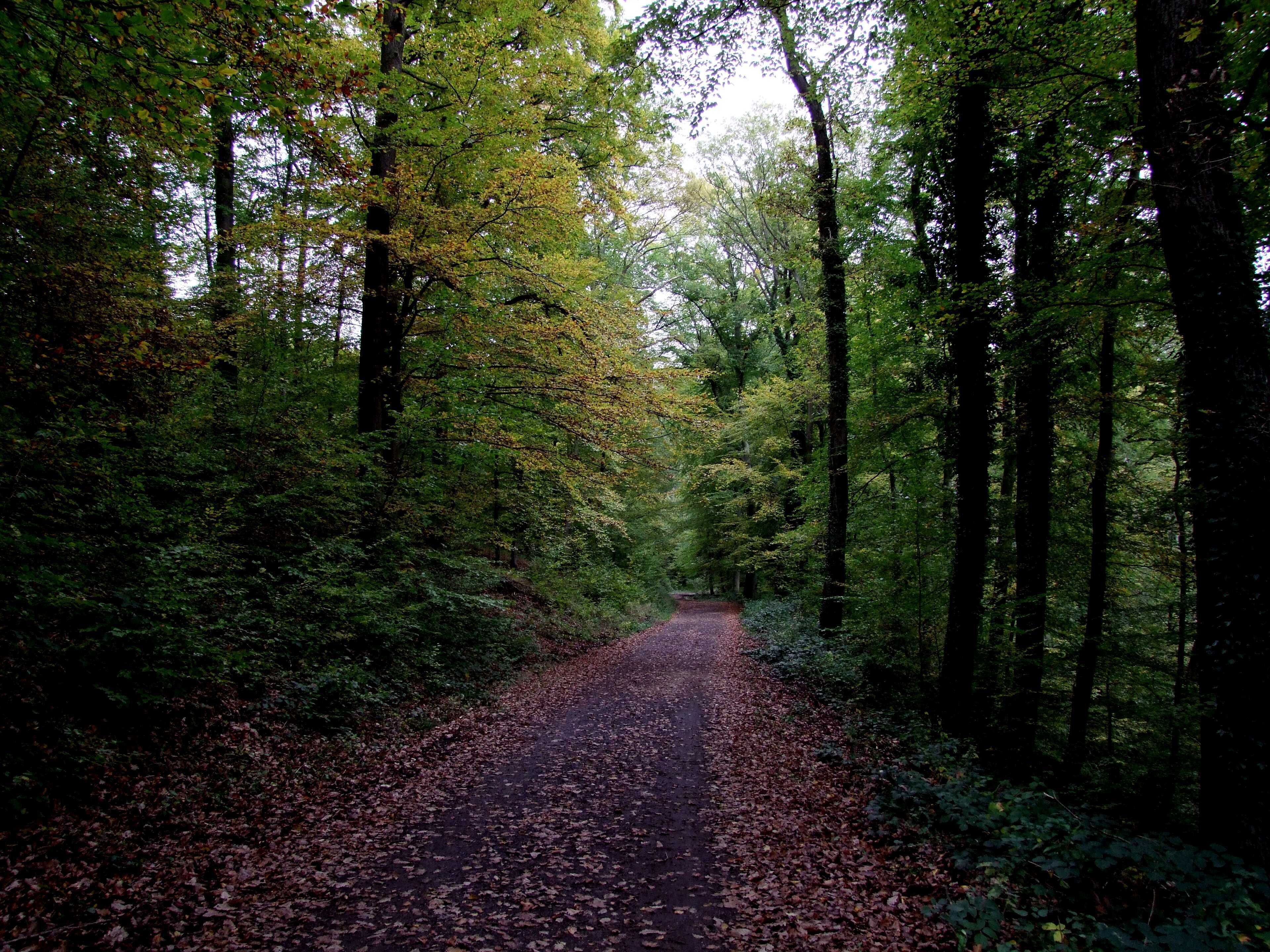 Waldweg