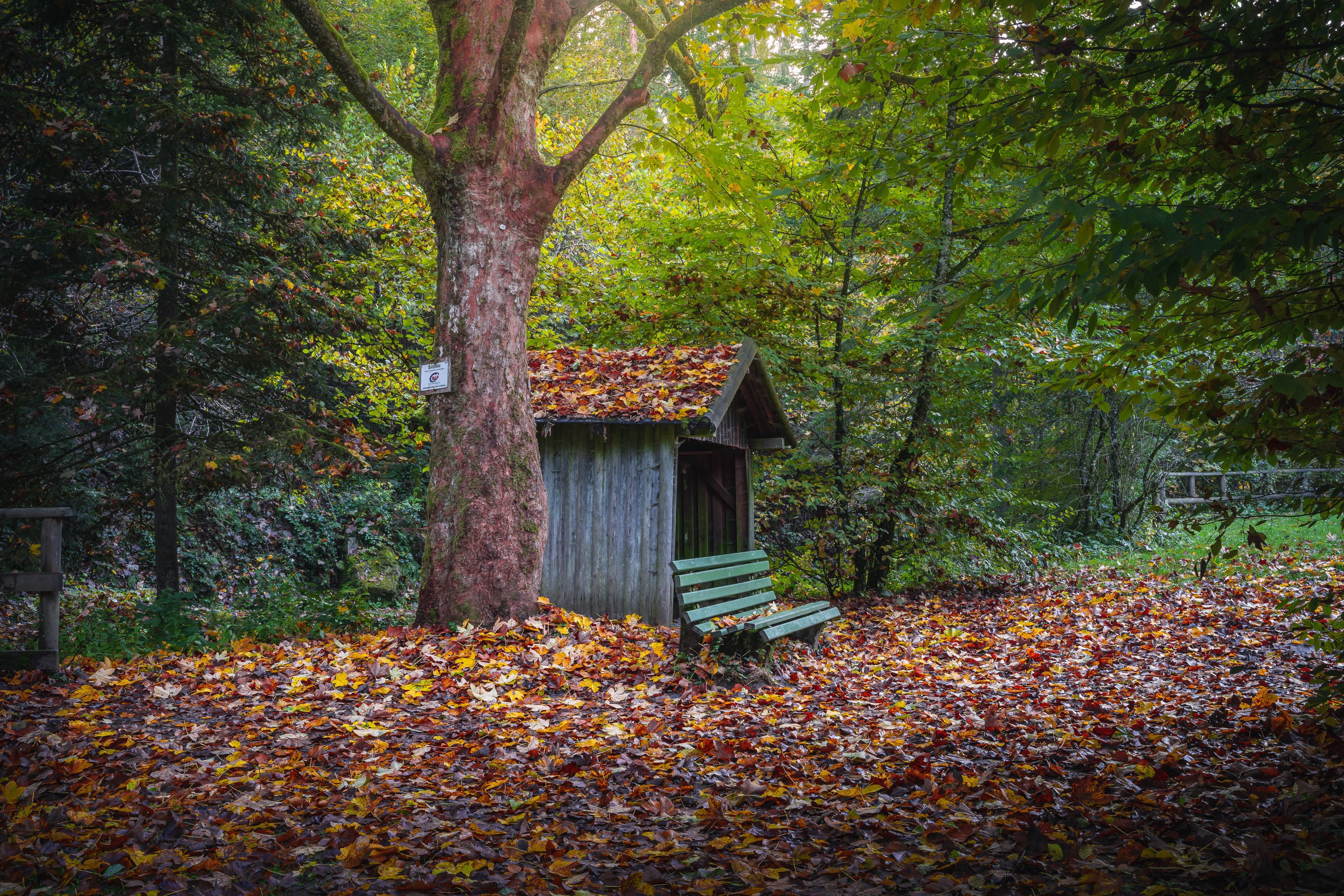 Eine rustikale Holzkonstruktion mit einer Bank, umgeben von einem Wald mit Herbstlaub.