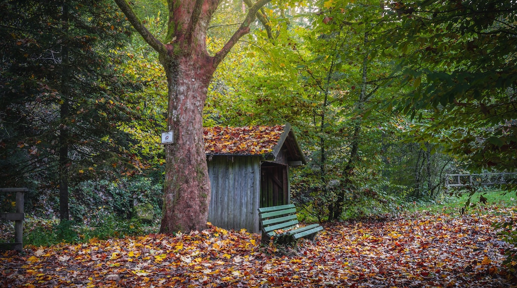 A rustic wooden structure with a bench, surrounded by a forest with autumn leaves.