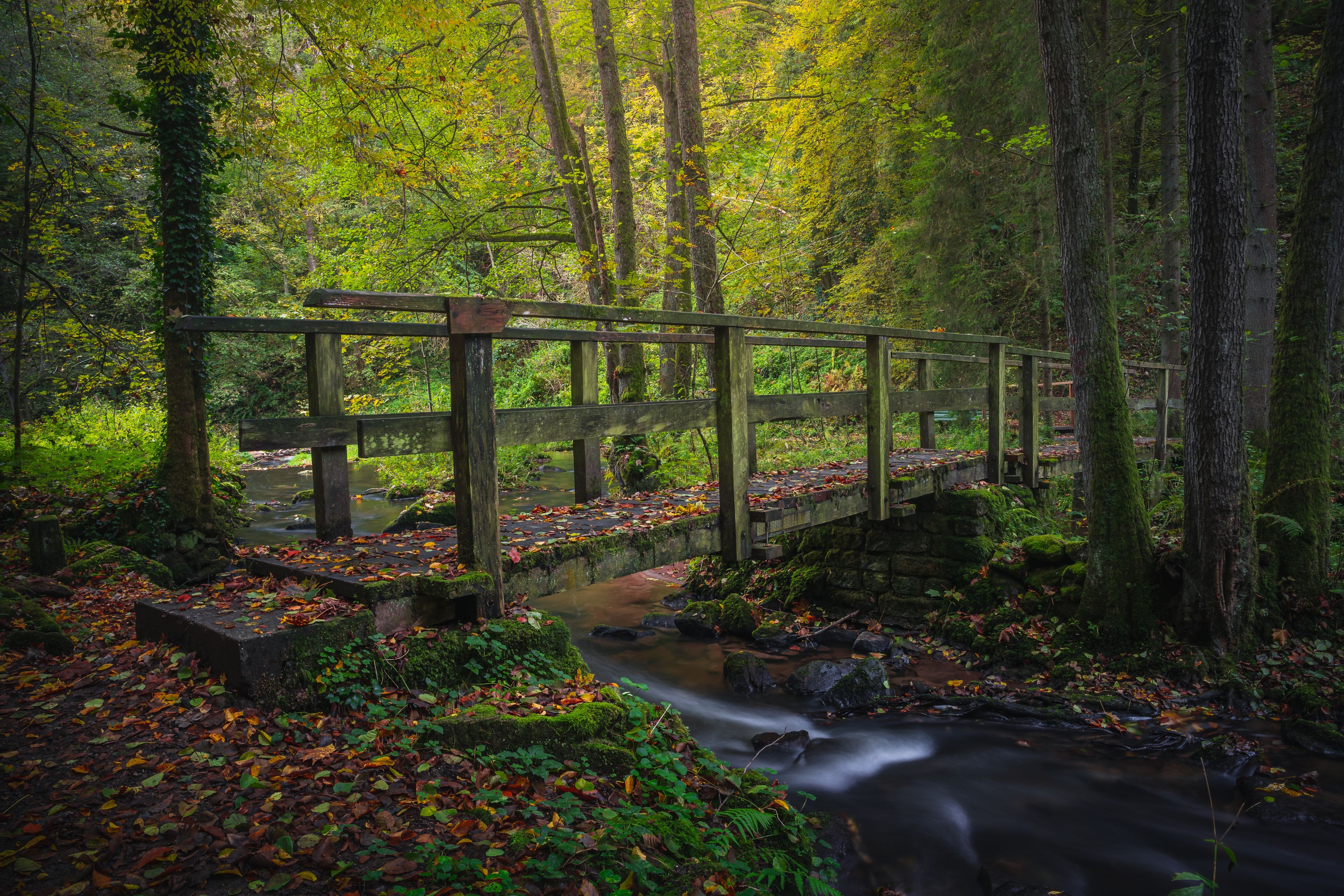 Eine Holzbrücke über einem Bach in einem bewaldeten Gebiet mit Herbstlaub.