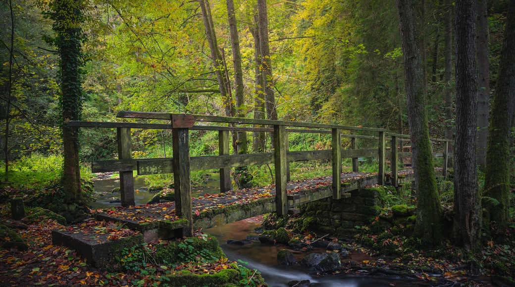 A wooden bridge over a stream in a forested area with autumn leaves.