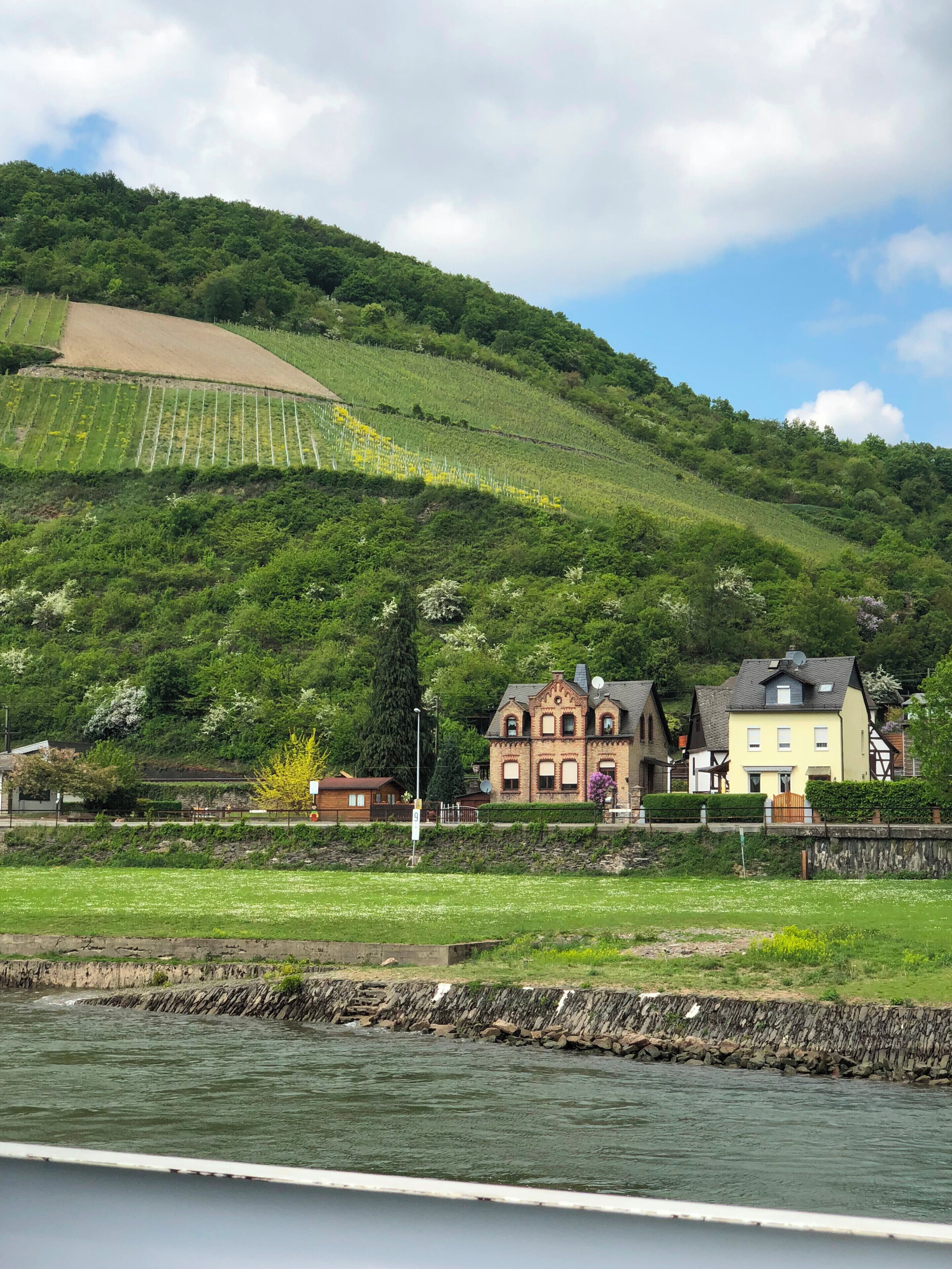 Vineyards along the Rhine River. May 2018