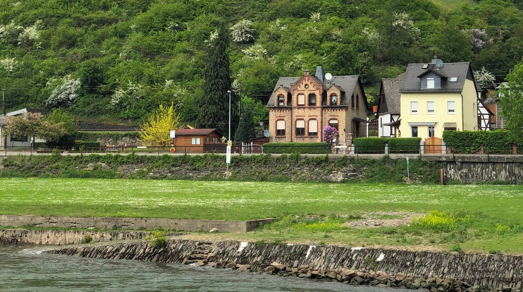 Vineyards along the Rhine River. May 2018