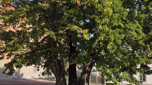 Torstensson-Linde (also: Torstenson-Linde, Hospital-Linde or Spital-Linde): very old lime-tree in Freiberg, Saxony