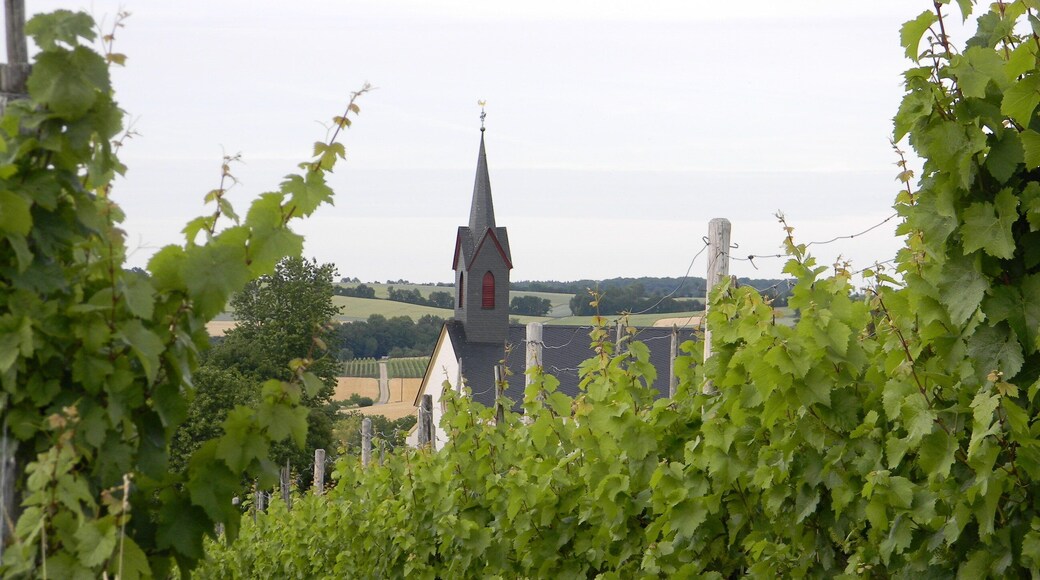 Church among vines