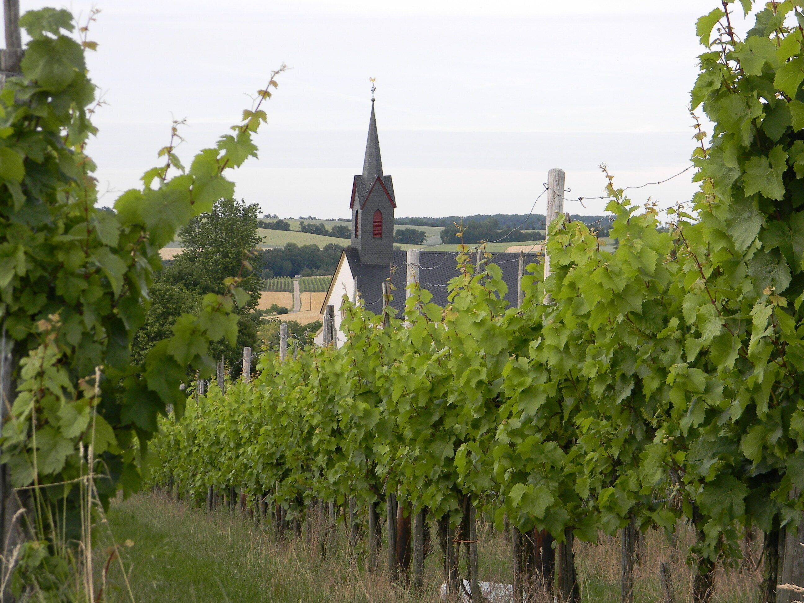 A vineyard with rows of grapevines in the foreground and a church with a tall steeple in the background.