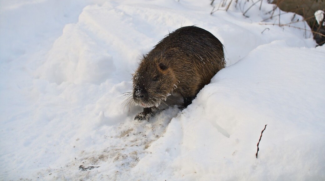 Nutria an der Weißen Elster, Winter 2010