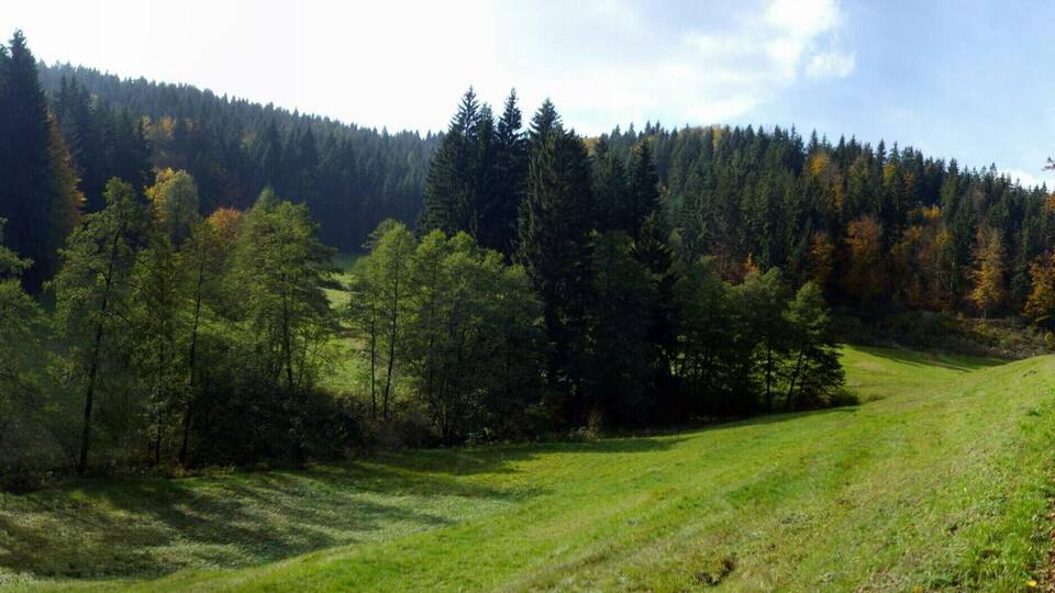 A forested hillside with a gravel path.