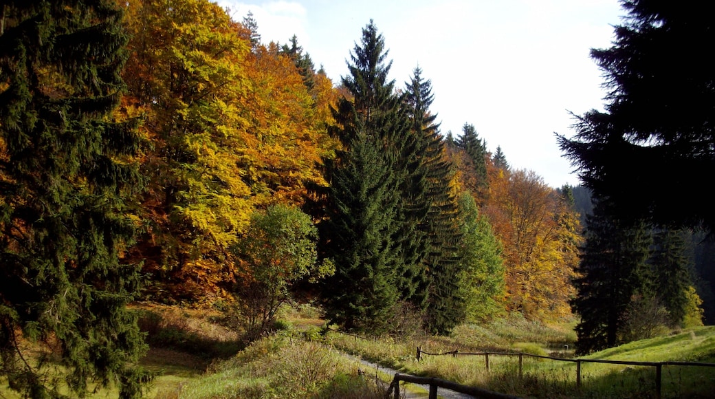 Im NSG Röthengrund im Oktober
