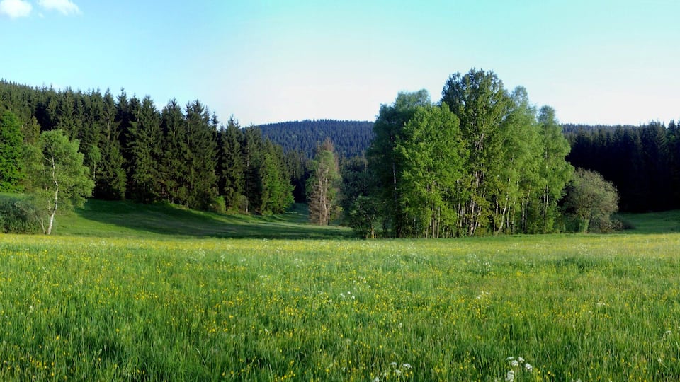 A meadow with tall trees and a forested hill in the background.