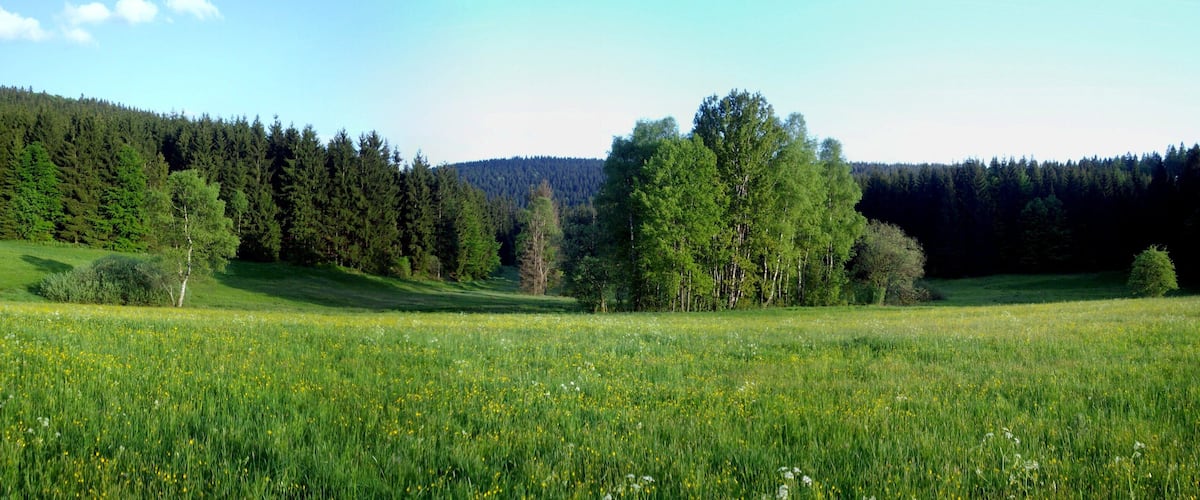 A meadow with tall trees and a forested hill in the background.