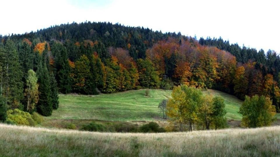 A hilly landscape with a grassy field, trees with autumn foliage, and a forested hill.