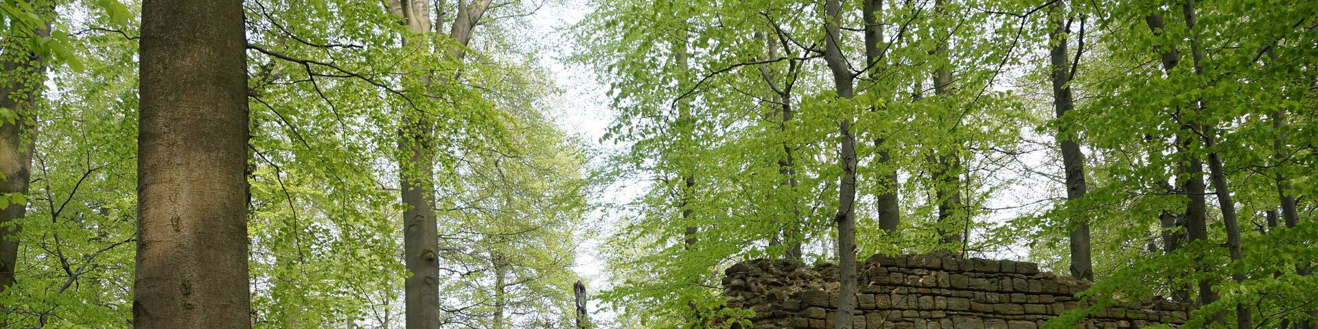 Reste der westlichen Wehrmauer der Burgruine Rabenswalde