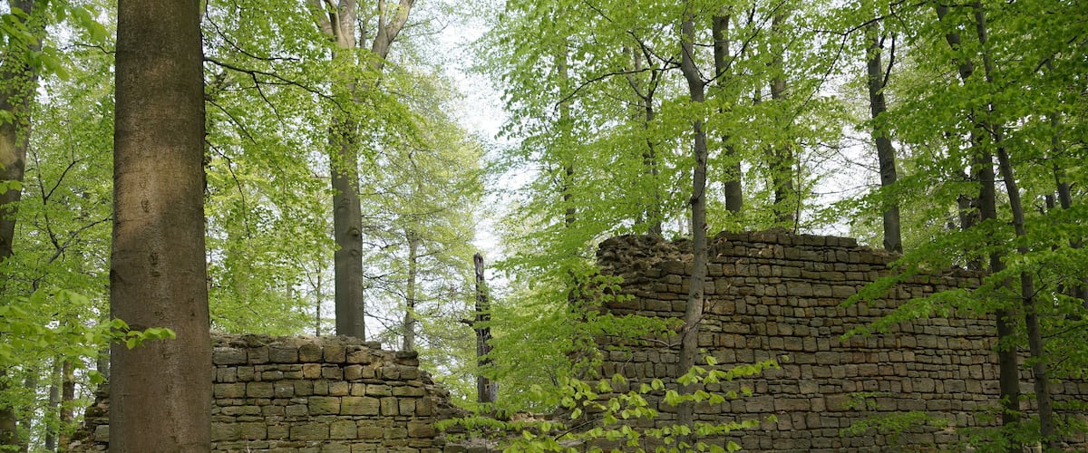 A stone ruin surrounded by dense forest.